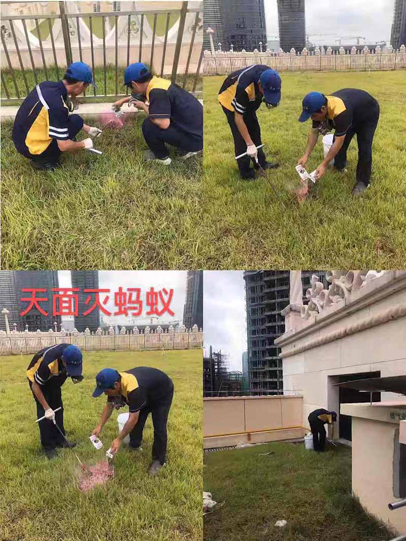 螞蟻防治現(xiàn)場施工圖